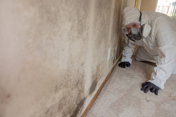 Mold Removal